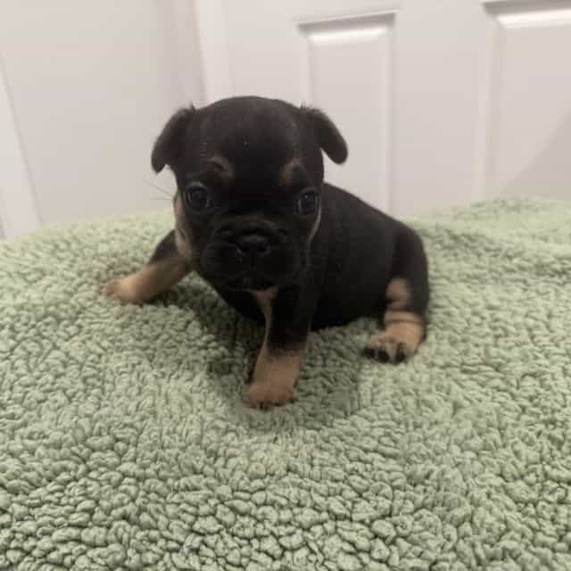 Hank - French Bulldog Male