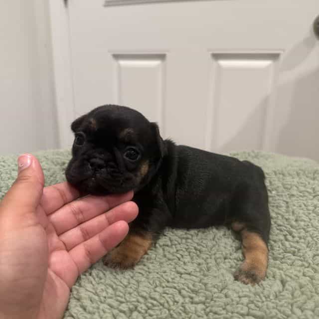 Petey - French Bulldog Male