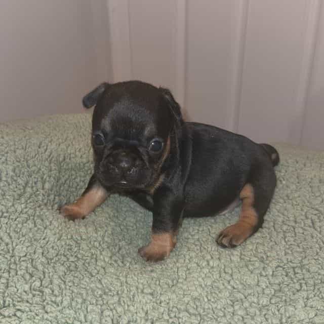 Luther  - French Bulldog Male