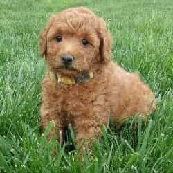 Lollipop - Goldendoodle Female