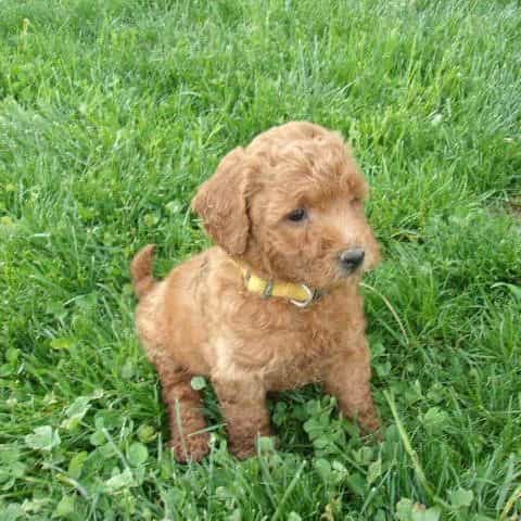 Lollipop - Goldendoodle Female