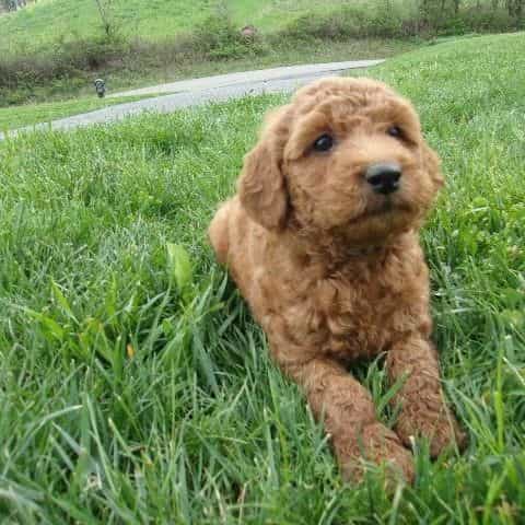 Lilly - Goldendoodle Female