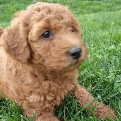 Lilly - Goldendoodle Female