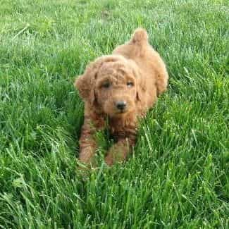 Lotus - Goldendoodle Male