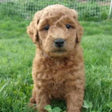Layton - Goldendoodle Male