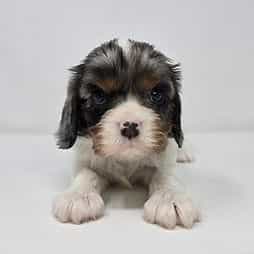 Sienna - Cavalier King Charles Spaniel Female