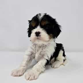 Samuel - Cavalier King Charles Spaniel Male