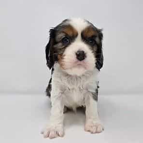 Simon - Cavalier King Charles Spaniel Male