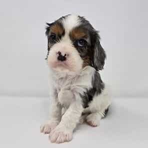 Silas - Cavalier King Charles Spaniel Male