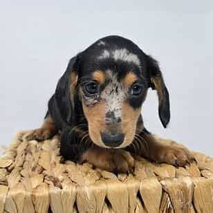 Zaylee - Dachshund Female