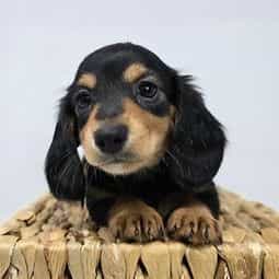 Zara - Dachshund Female