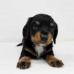 Yara - Dachshund Female
