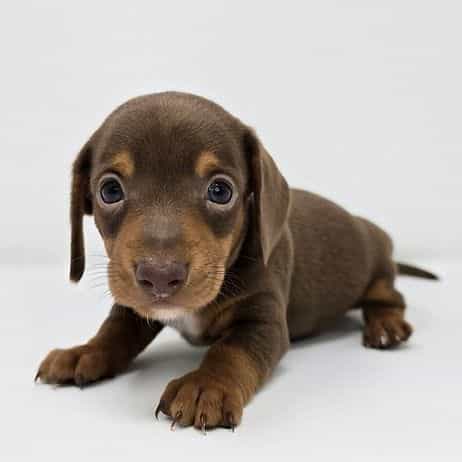 Yale - Dachshund Male