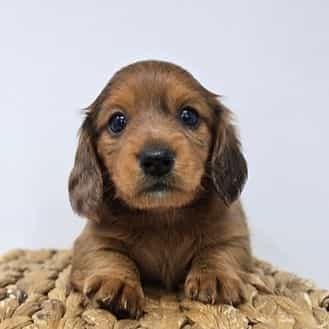 Wren - Dachshund Female