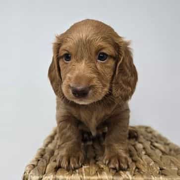 Willa - Dachshund Female