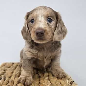 Winnie - Dachshund Female