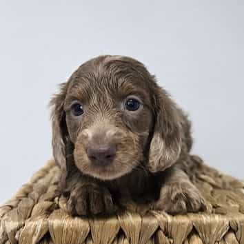 Walter - Dachshund Male