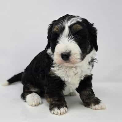 Aria - Bernedoodle Female