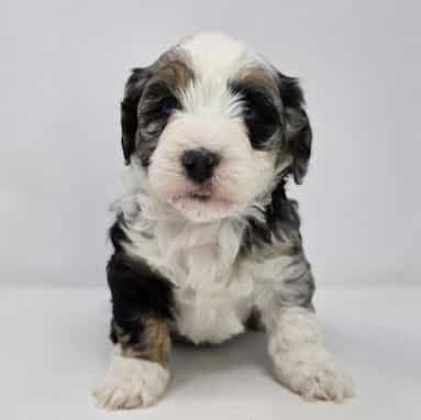 Addi - Bernedoodle Female