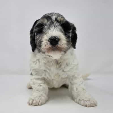 Aubrey - Bernedoodle Female