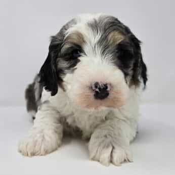 Anna - Bernedoodle Female