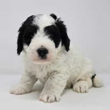 Axel - Bernedoodle Male