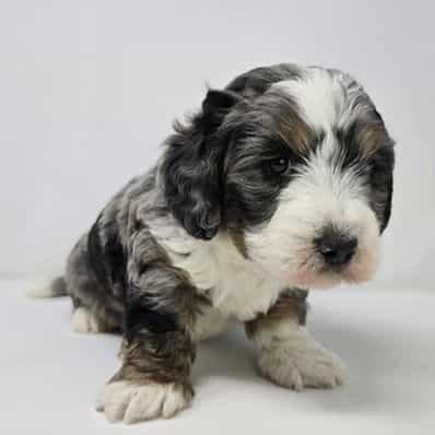 Asher - Bernedoodle Male