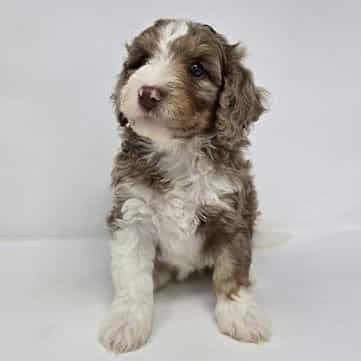 Vivian - Bernedoodle Female