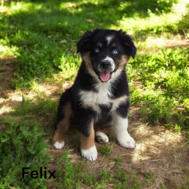 Felix - Australian Shepherd Male