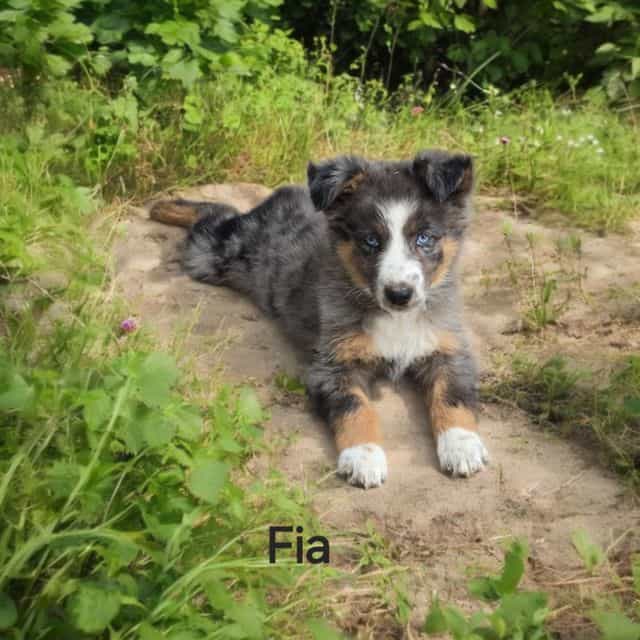 Fia - Australian Shepherd Female
