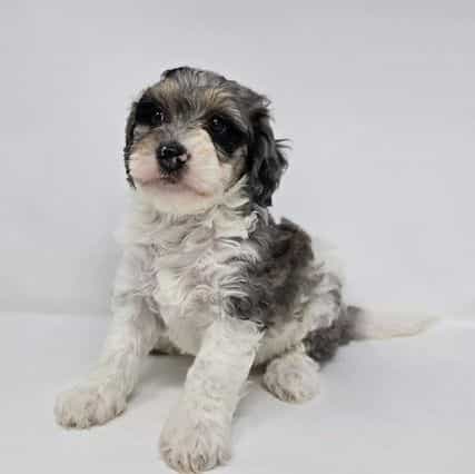 Veronica - Bernedoodle Female