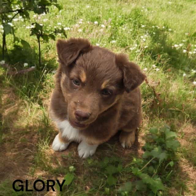 Glory - Australian Shepherd Female