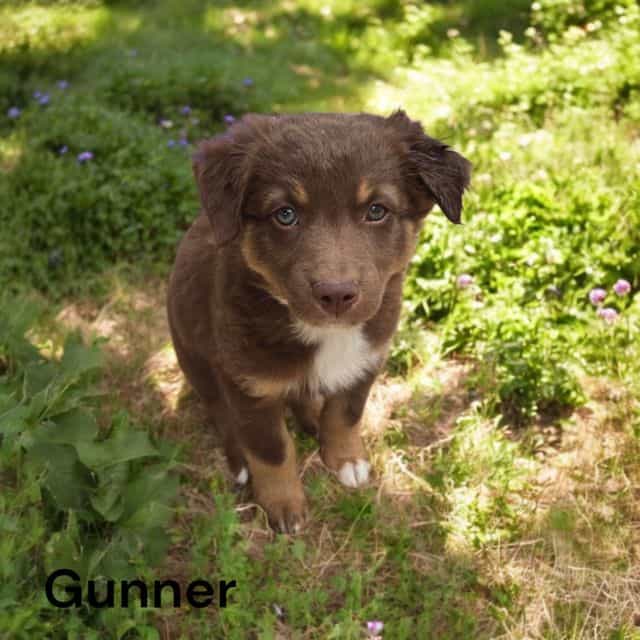 Gunner - Australian Shepherd Male