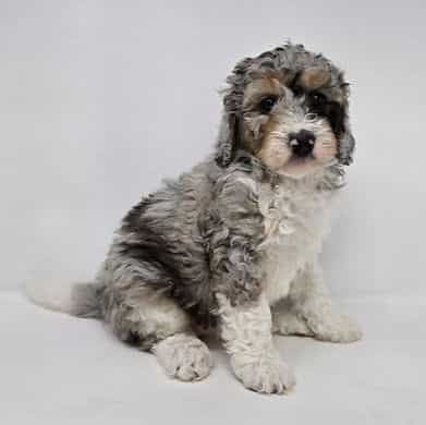 Vanessa - Bernedoodle Female