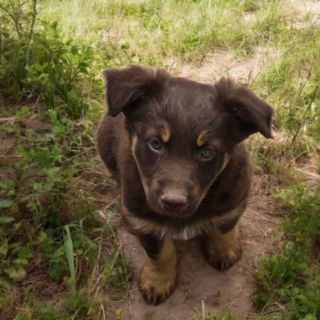 Greg - Australian Shepherd Male