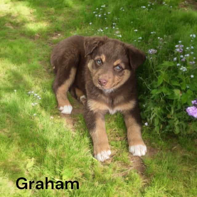 Graham - Australian Shepherd Male