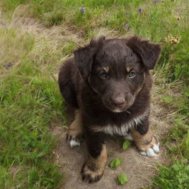 George - Australian Shepherd Male