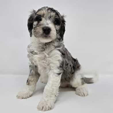 Victoria - Bernedoodle Female