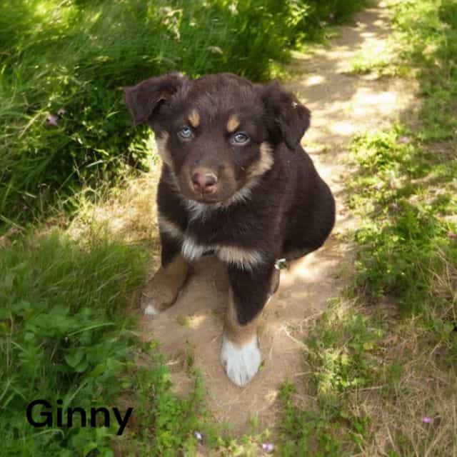 Ginny - Australian Shepherd Female