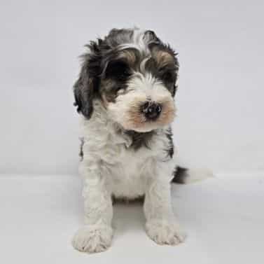 Virgil - Bernedoodle Male