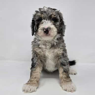 Vincent - Bernedoodle Male