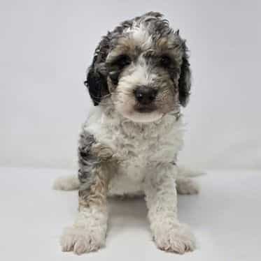 Ved - Bernedoodle Male