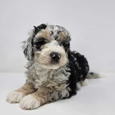 Victor - Bernedoodle Male