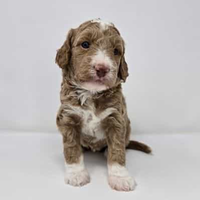 Brooklyn  - Goldendoodle Female