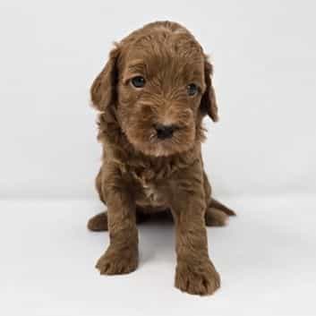 Blossom - Goldendoodle Female