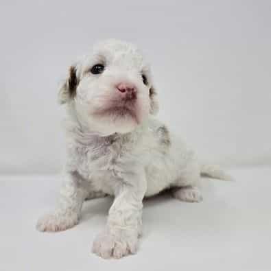 Bandit  - Goldendoodle Male