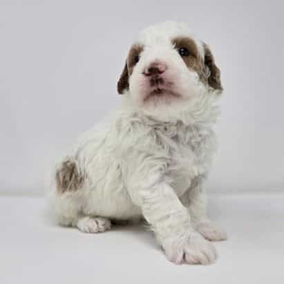 Blue - Goldendoodle Male