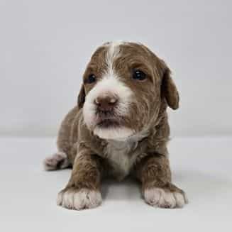 Biscuit  - Goldendoodle Male