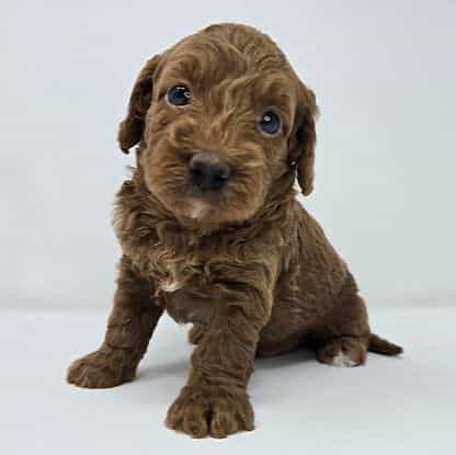 Baron  - Goldendoodle Male