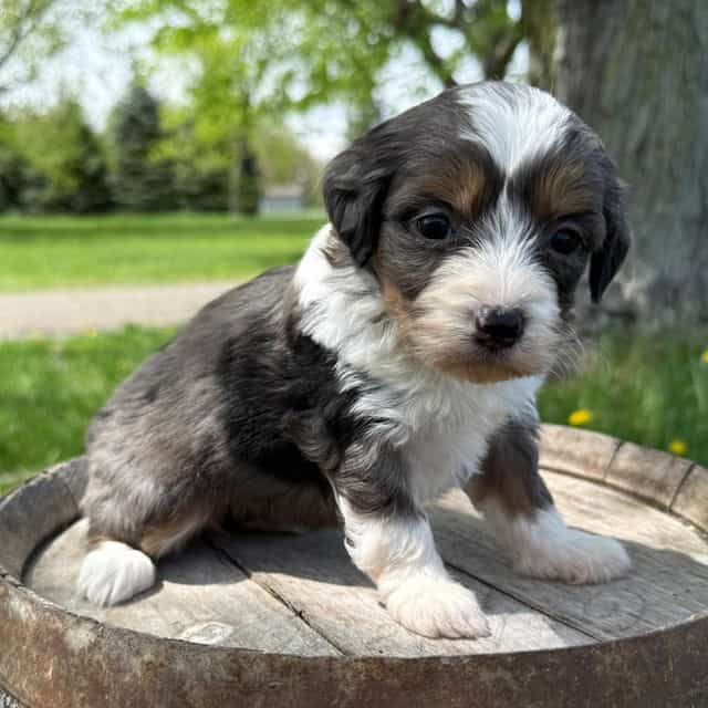  Wanda - Bernedoodle Female